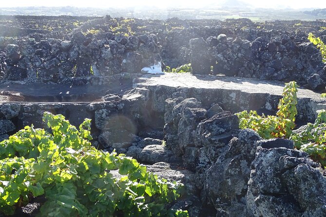 500 years of vines and 300,000 years of island, an infinite story - 500 years of vines and 300,000 years of island: the big picture