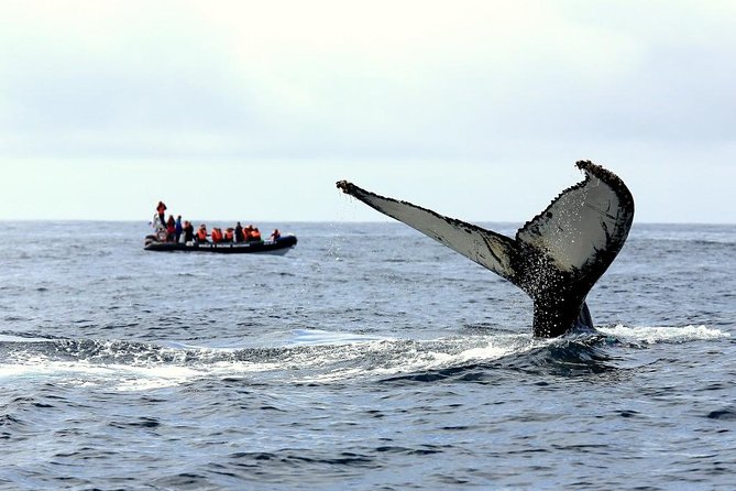 Among Whales Dolphins and Volcanoes Full Day Tour With Lunch - Quick Take: What Matters Most on This São Miguel Day
