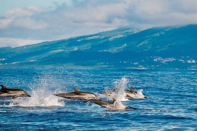 Among Whales Dolphins and Volcanoes Full Day Tour With Lunch - Whales, Dolphins, and Volcanoes in One Shot