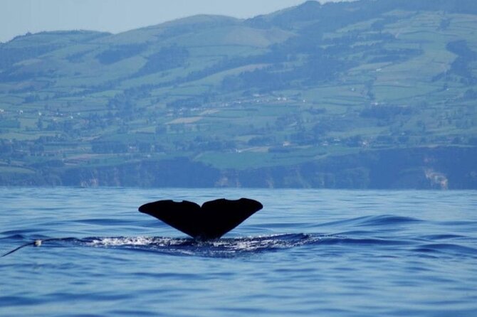 Among Whales Dolphins and Volcanoes Full Day Tour With Lunch - Marine Biologists Onboard: What You’re Actually Looking For
