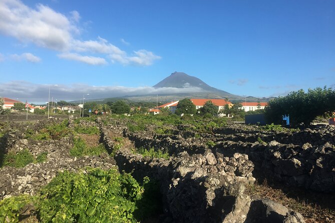 Award-Winning Curated Pico Wine Tasting, Food & Cultural Tour - Price and value: what $204.04 buys you on Pico
