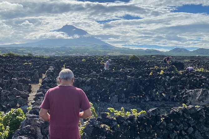 Award-Winning Luxury Wine Tasting at the Czar Pico Winery - Group size, pace, and the alcohol age rule you should plan around