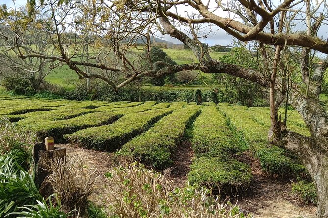 Azores: 1 Day Private Tour Furnas Volcanic Activity & Hot Springs - Lagoa das Furnas and the cozido tradition underground
