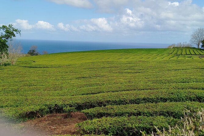 Azores: 1 Day Private Tour Furnas Volcanic Activity & Hot Springs - Caldeiras to Parque Terra Nostra: where the tour goes from science to relaxation