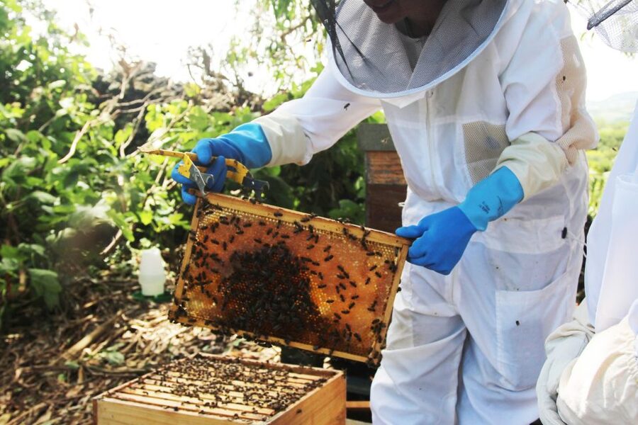 Azores Beekeeping Experience and Honey Tasting - What you wear, what you avoid, and how safety is handled