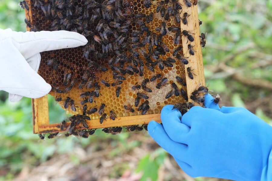 Azores Beekeeping Experience and Honey Tasting - Inside the hive: castes, roles, and the moment you hold the frame