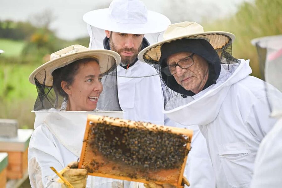 Azores Beekeeping Experience and Honey Tasting - Who should book this, and who should skip it