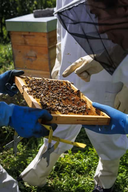 Azores Beekeeping Experience and Honey Tasting - Should you book the Azores beekeeping and honey tasting?