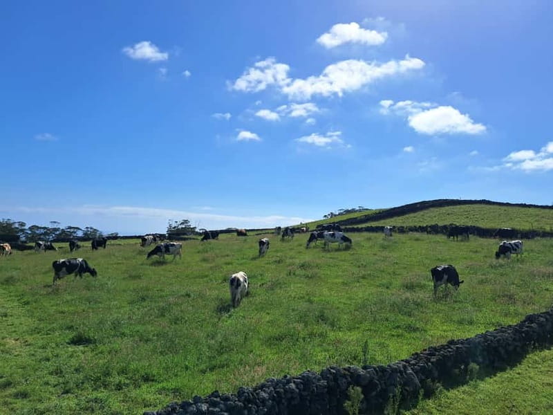 Azores: Dairy Farm Tour - First Stops, Viewpoints, and How the Scenery Explains the Farm