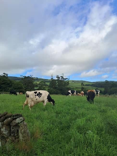 Azores: Dairy Farm Tour - Meeting the Herd: Cows, Calves, and the Animal-Welfare Basics