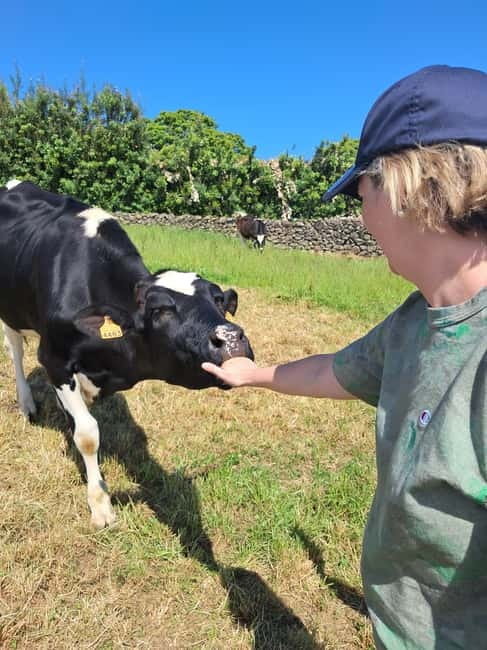 Azores: Dairy Farm Tour - Milking Time: Participation, Not Just Watching