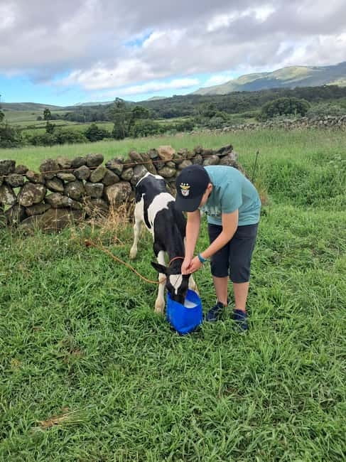 Azores: Dairy Farm Tour - Sustainable Farming on Terceira, Explained Through Daily Tasks