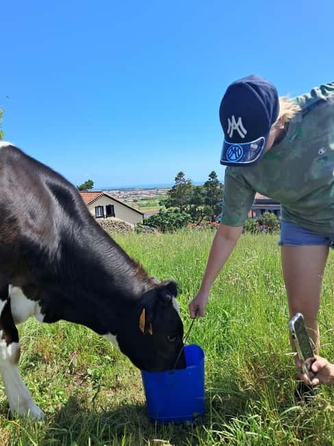 Azores: Dairy Farm Tour - The End Taste: Bread, Cheese, and Why It Matters