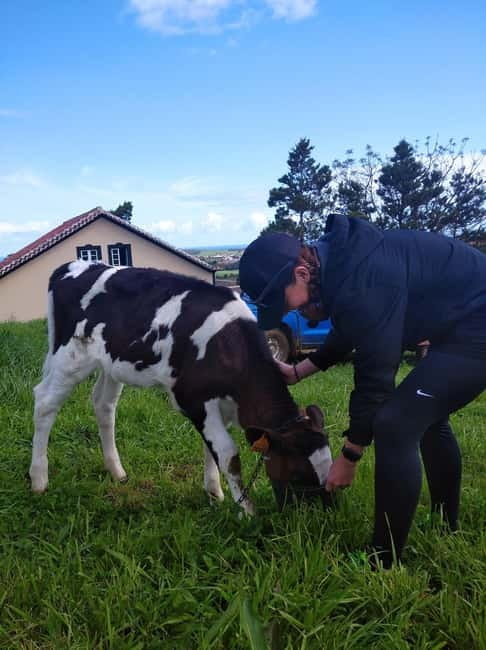 Azores: Dairy Farm Tour - Price and Value for a $70, 4-Hour Hands-On Day