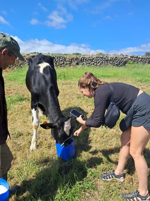 Azores: Dairy Farm Tour - Getting There From Angra do Heroísmo Without Making Your Day Complicated