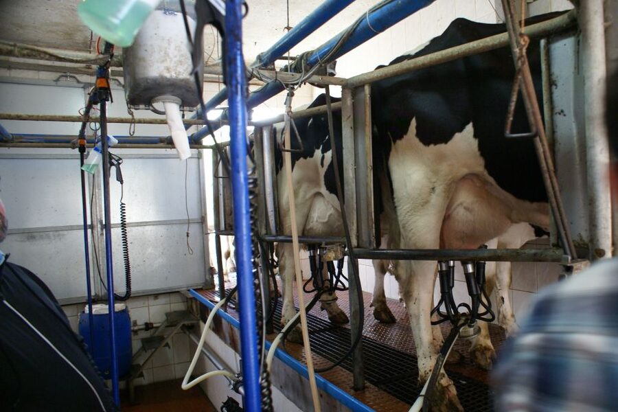 Azores: Day at the Farm with Traditional Lunch - Key Highlights You Should Care About