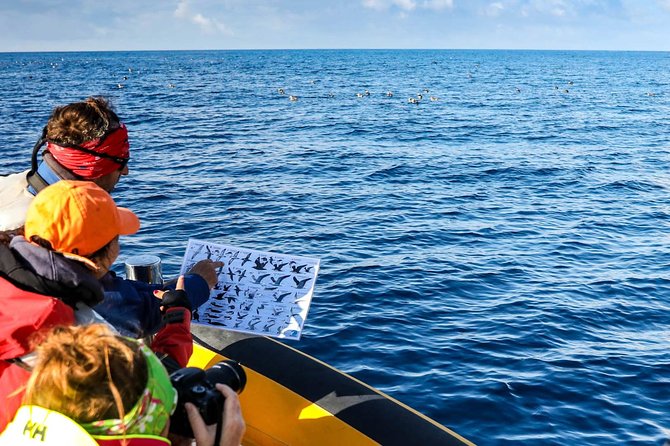 Azores Marine Birdwatching Expedition w/ Biologist Guide - From Vila Franca do Campo Marina to the First Bird Colonies