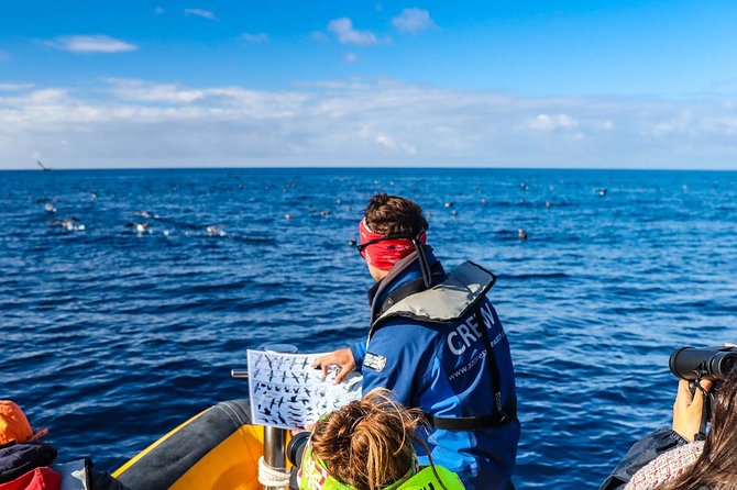 Azores Marine Birdwatching Expedition w/ Biologist Guide - How the Zodiac Ride and VHF Scouting Improve Your Odds