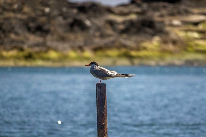Azores Marine Birdwatching Expedition w/ Biologist Guide - Gear, Comfort, and the Real Value of Included Binoculars
