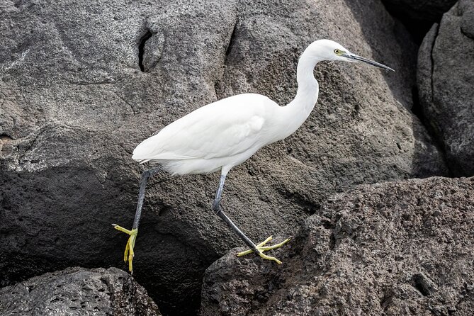 Azores Marine Birdwatching Expedition w/ Biologist Guide - Who Should Book This Marine Birdwatching Expedition