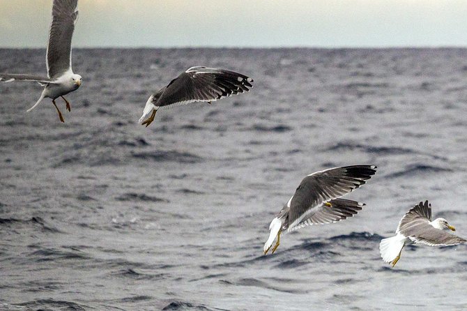 Azores Marine Birdwatching Expedition w/ Biologist Guide - The Best Way to Enjoy It Without Stress