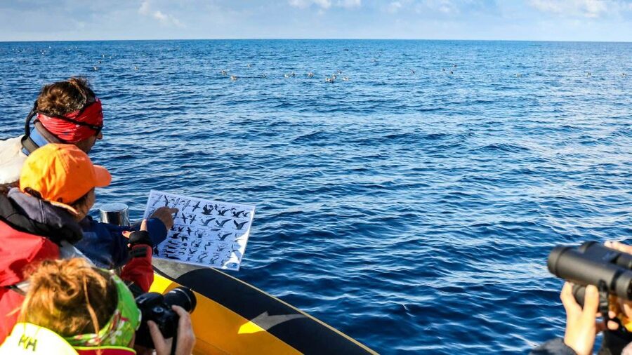 Azores: Marine Birdwatching & Islet Biologist Guided Tour - Key things you will remember