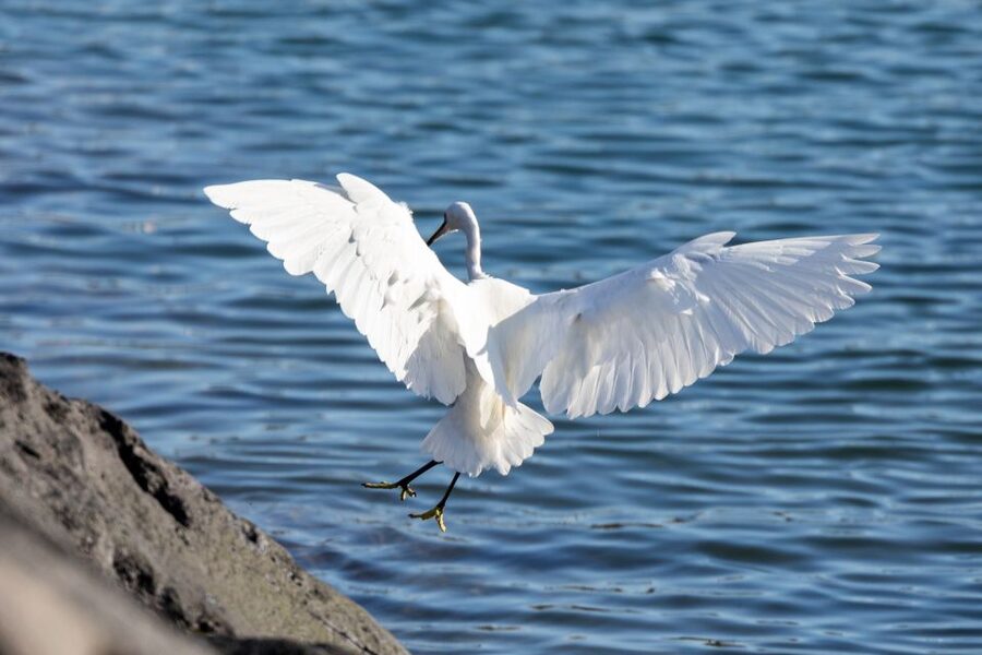 Azores: Marine Birdwatching & Islet Biologist Guided Tour - Price, group size, and value at around $68