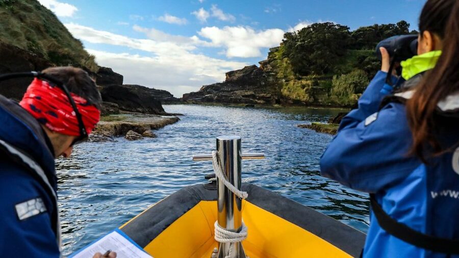 Azores: Marine Birdwatching & Islet Biologist Guided Tour - Cruising with real care: VHF-guided approach off the coastline