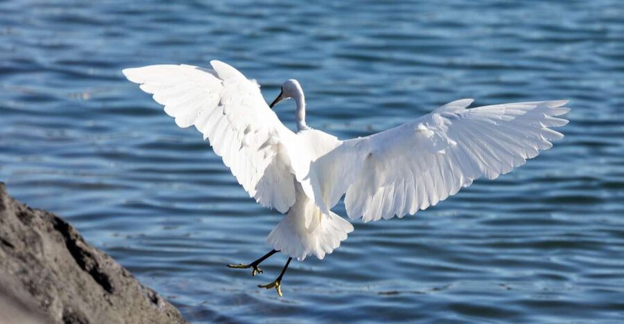 Azores: Marine Birdwatching & Islet Biologist Guided Tour - The main wildlife viewing stop: Islet of Vila Franca do Campo