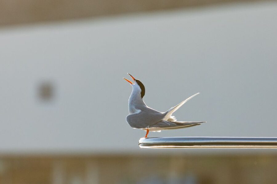 Azores: Marine Birdwatching & Islet Biologist Guided Tour - What species you can realistically expect
