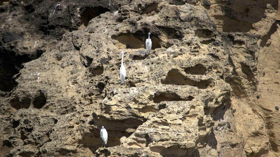Azores: Marine Birdwatching & Islet Biologist Guided Tour - Chances of dolphins and other bonuses