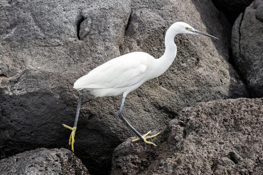 Azores: Marine Birdwatching & Islet Biologist Guided Tour - The research angle: field imagery and data collection