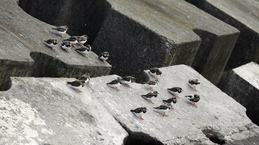 Azores: Marine Birdwatching & Islet Biologist Guided Tour - Gear, comfort, and what to pack for 3 hours