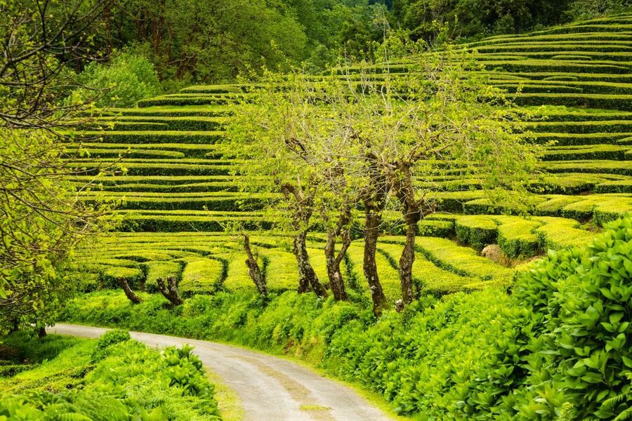 Azores: Private tour to All São Miguel island with lunch - Who should book this tour, and who should think twice