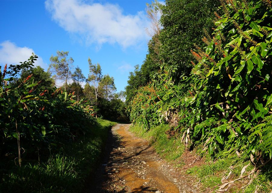 Azores: São Miguel and Lagoa do Fogo Hiking Trip - Weather can change the day, so plan for flexibility