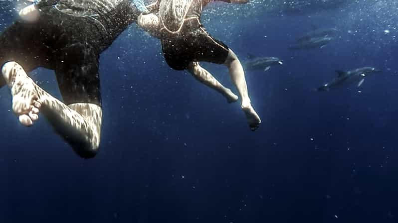 Azores: Swim with Dolphins Atlantic Experience - Quick highlights from this Vila Franca do Campo dolphin experience