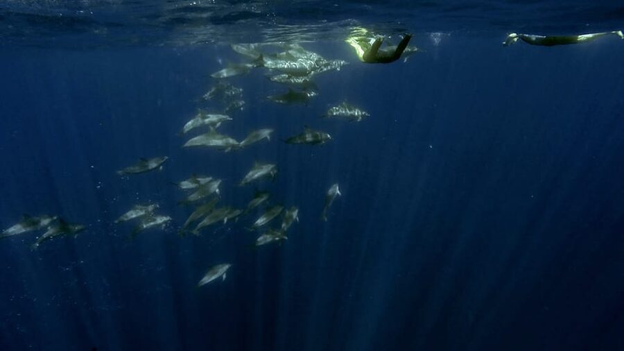 Azores: Swim with Dolphins Atlantic Experience - Who should book this dolphin swim, and who should not