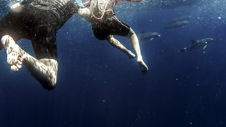 Azores: Swim with Dolphins Atlantic Experience - Which dolphin species you might see (and why timing matters)