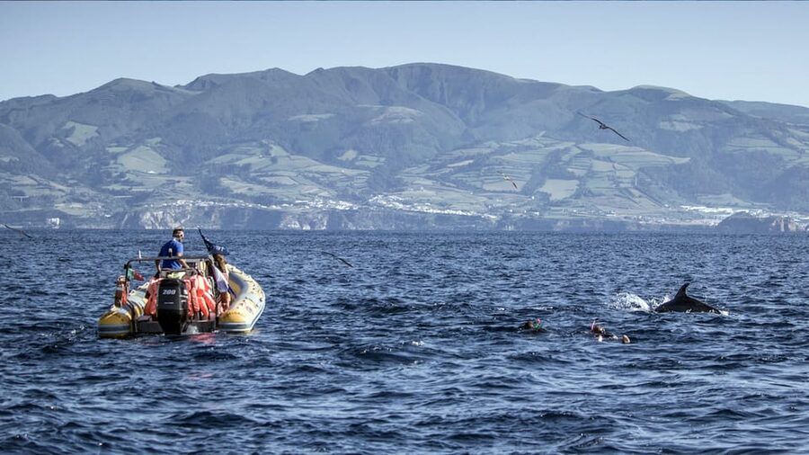 Azores: Swim with Dolphins Atlantic Experience - Snorkeling at the islet: sea-bed life after the dolphin moment
