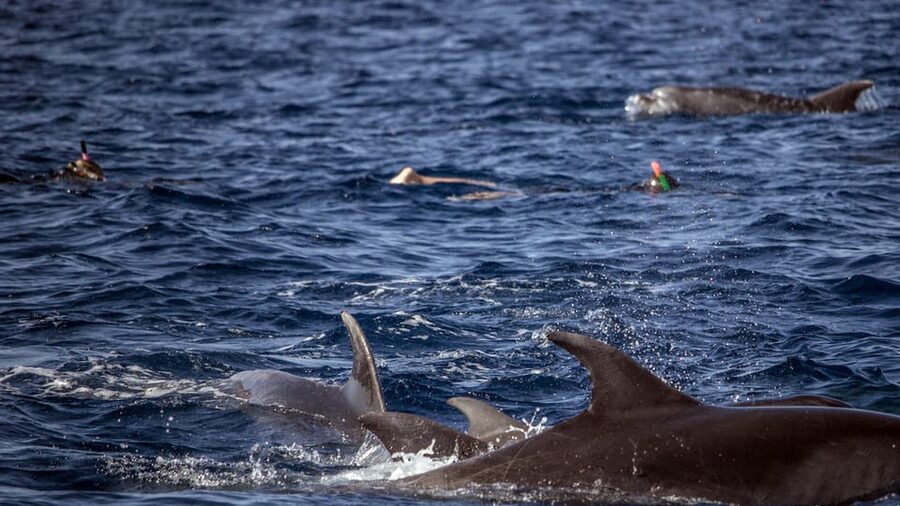 Azores: Swim with Dolphins Atlantic Experience - How the 3 hours usually run, stop by stop