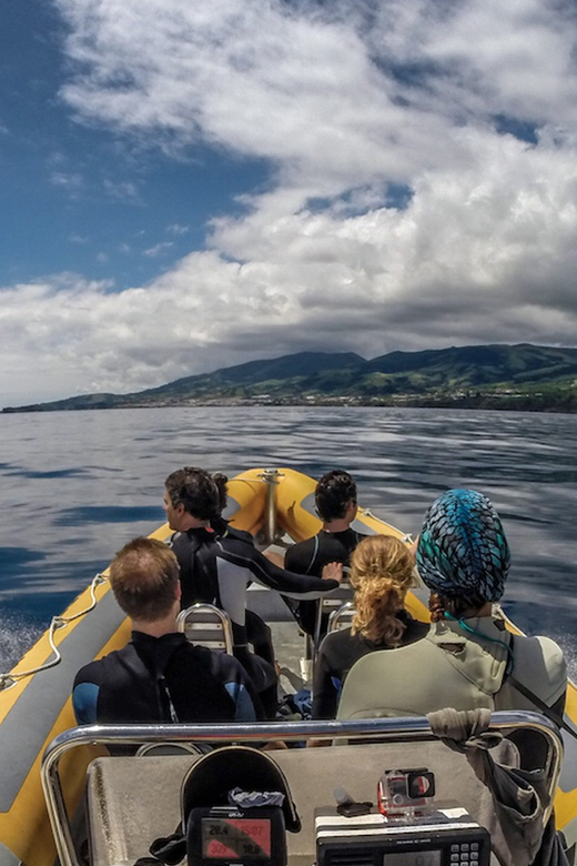 Azores: Swim with Dolphins Atlantic Experience - Price and value: what you get for $136