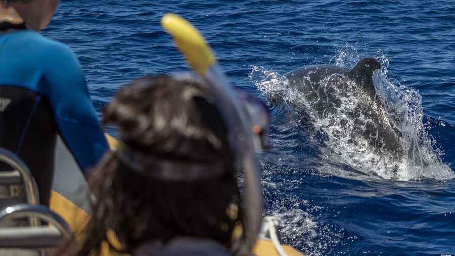 Azores: Swim with Dolphins Atlantic Experience - Meeting at the marina, then getting kitted up fast