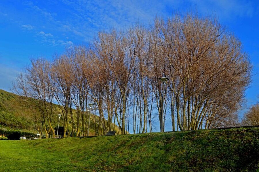 Azores: Terceira Island Full-Day Tour - Biscoitos: another highlight stop, guided for context