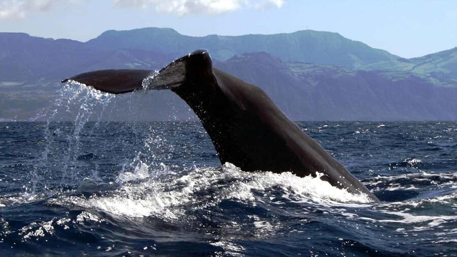 Azores: Whale Watching & Islet Boat Tour w/ Marine Biologist - Who This Tour Fits Best (And Who Should Skip It)