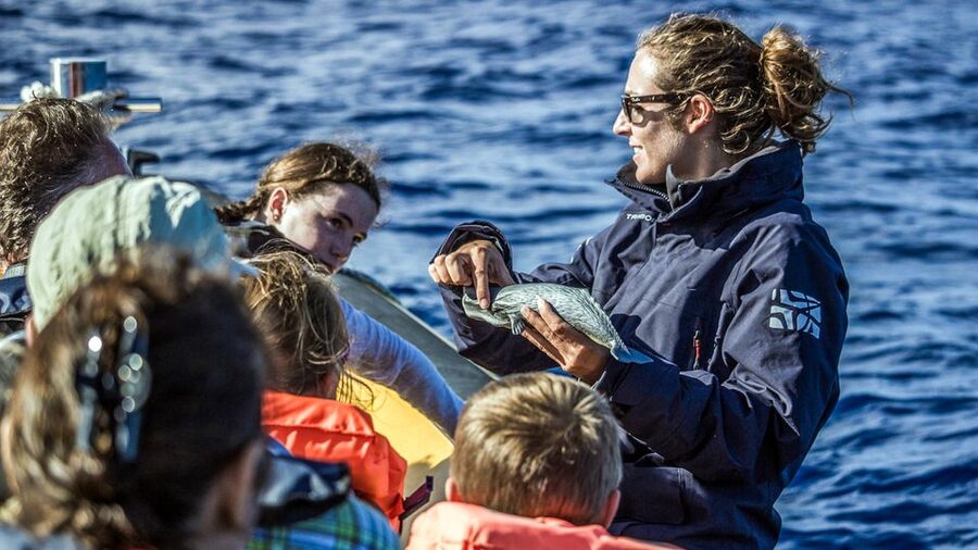 Azores: Whale Watching & Islet Boat Tour w/ Marine Biologist - What You Might See in the 2.75 Hours of Whale Watching