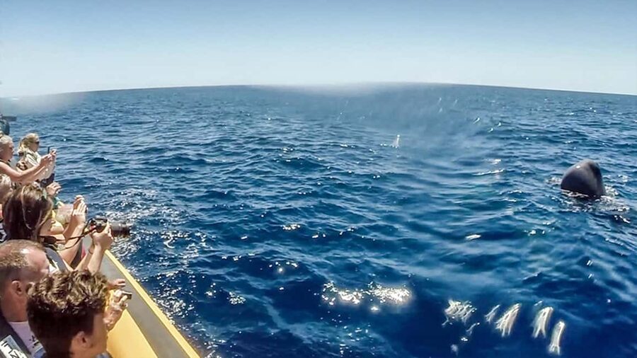 Azores: Whale Watching & Islet Boat Tour w/ Marine Biologist - Comfort and Safety on a Zodiac RIB: Suits, Seating, and Seasickness Reality