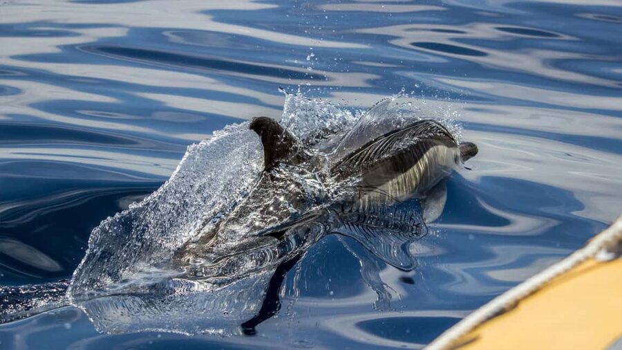 Azores: Whale Watching & Islet Boat Tour w/ Marine Biologist - Marina Time and Quick Shopping Break