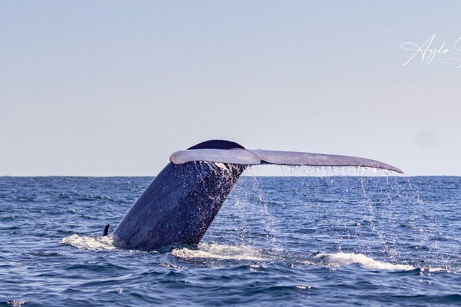 Azores Whale Watching Tour – Ponta Delgada - Getting to Marina Pêro de Teive (and staying ready for the sea)