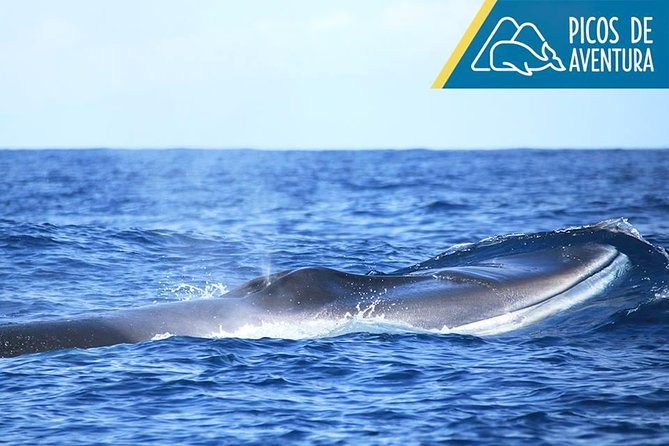 Azores Whale Watching Tour – Ponta Delgada - What whales and dolphins look like on this route