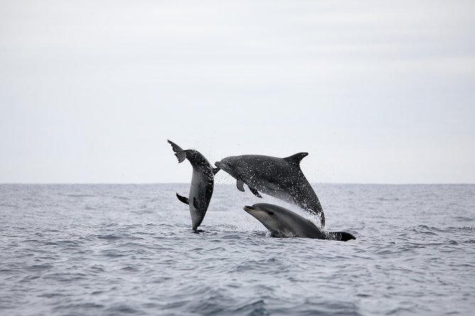 Azores Whale Watching Tour – Ponta Delgada - Chasing wildlife while the weather does its thing